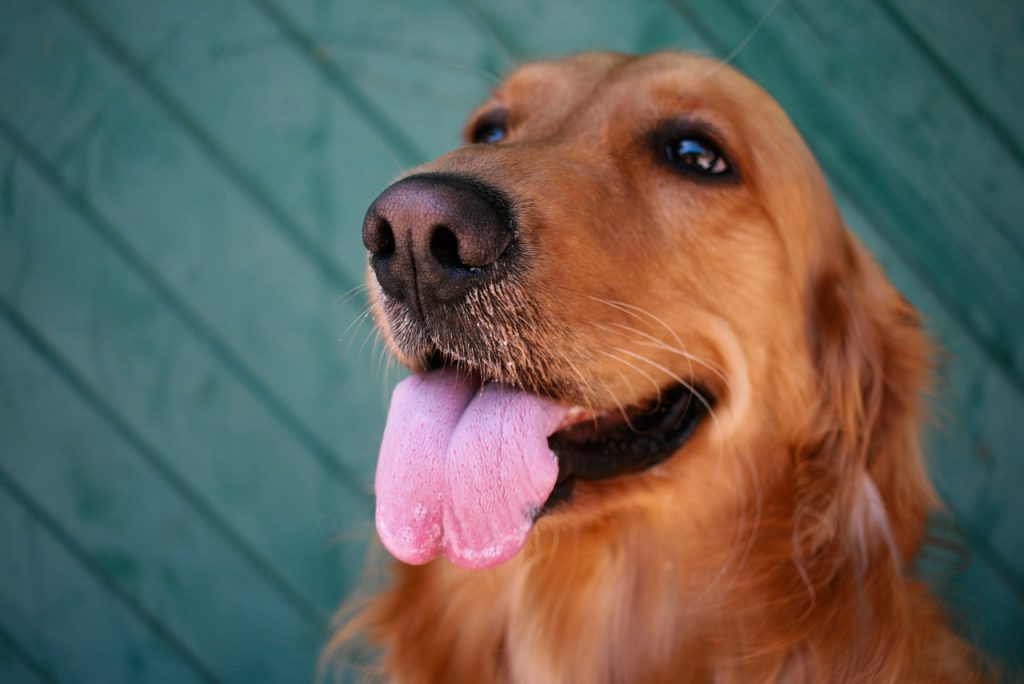 dog, golden retriever, pet-5869010.jpg